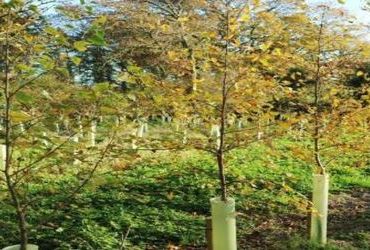 How to plant a grove of trees?