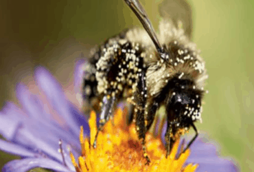 The DAFM Pollinator Newsletter