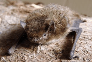 Farmland Creatures: Bats