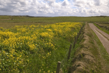 A Special Mix: Farming for nature on the Mullet Peninsula
