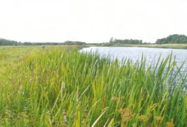 Irish Wetland Types
