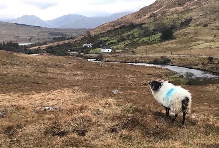 An Innovative Option to Support Hill Farmers for Biodiversity Conservation in the Irish Uplands Blog (9)
