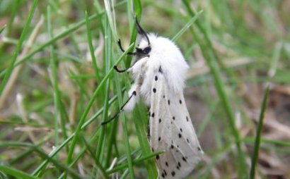 Moths’ Ireland Dataset 