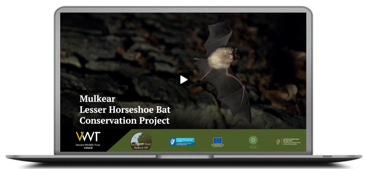 Mulkear Lesser Horseshoe Bat Conservation Project Video
